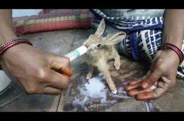 Baby rabbits feeding milk with injection 😱😱