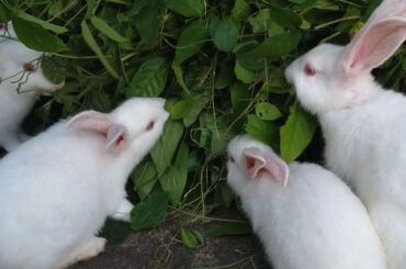 Green Grasses With Bunnies / Baby Rabbits