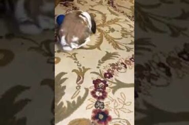 Cute Rabbit Roby Playing with his favourite toy ❤️❤️