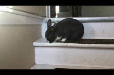 Cute Bunny Nervous to Go Down the Stairs