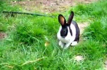 Baby Dutch Rabbits