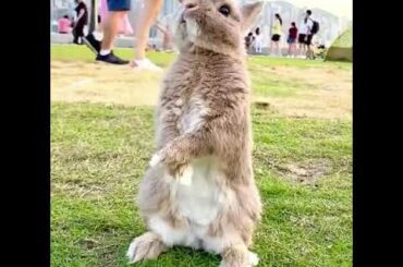 cute rabbit