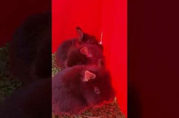 Adorable baby bunnies
