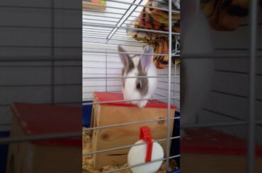 Cute rabbit-roztomilý kralík-lindo conejo-niedliche Kaninchen