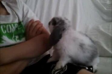 My new baby lop, SOOOO cute (rabbit, miniature lop )