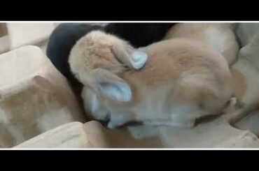 Rabbit ten days old/Cute Ittle Bunny/Bunny open eyes/Little rabbit/Happy rabbit