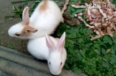 rabbits babbies playing