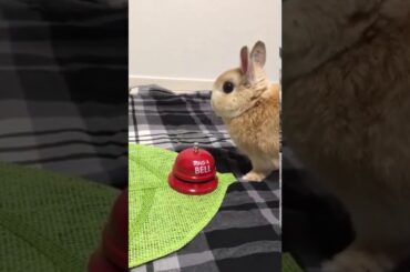 Cute Bunny Rang The Bell
