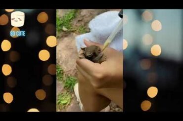 she found a baby bunny and took care of her, watch her grow😊