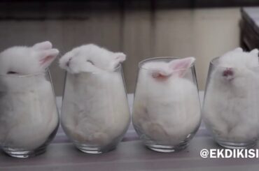 Baby bunnies in cups...ADORABLE cuties in a glass....