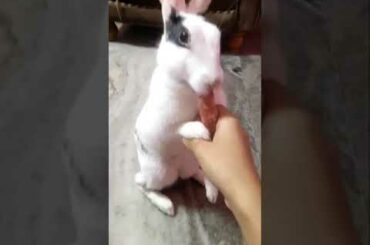 Cute bunny standing and eating