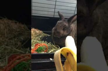 Bella the ridiculously cute bunny