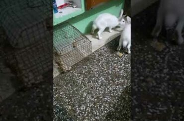 two cute rabbits