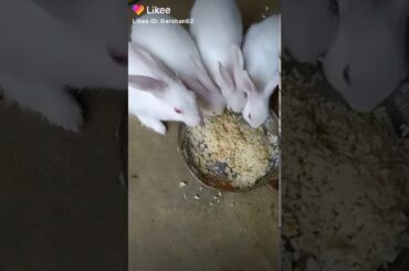 cute bunnies eating together ❤❤🐰🐰😍😍