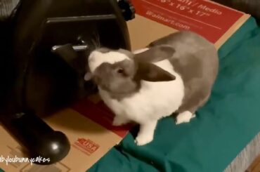 Cute bunny thinks about working out