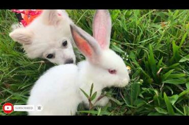 Funny and cute rabbit videos vs Funny and cute dog Video - Baby animal videos