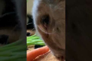 Cute bunny’s eating