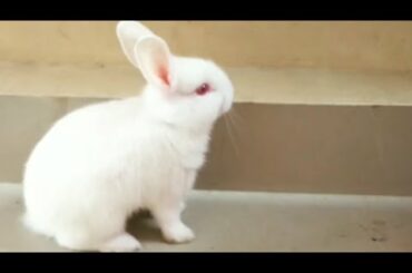 Cute white Bunny with reddish eye