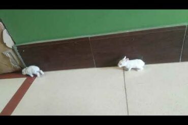 cute bunny 😘🐰/small rabbits are so cuteeeee(2)