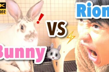 Teaching rabbit give paw trick (shake) , mini rex can give paw !? #105