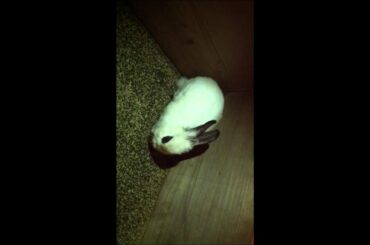 Cute Rabbit!