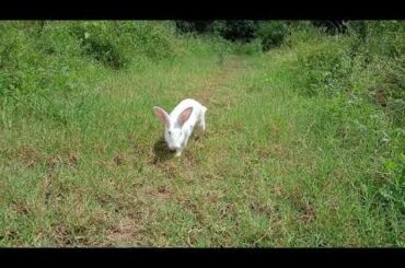 Cute Rabbit