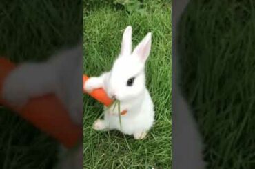 A cute rabbit tiktok