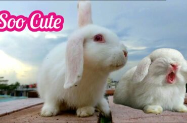 So Cute Bunny Rabbit Video | Oreo's Home