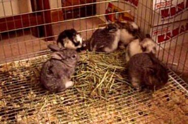 My Baby Rabbits