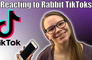 TIKTOK REACTION: Reacting to Rabbit TikToks | Cute Bunny Videos