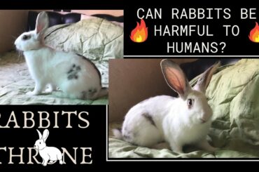 can rabbits be harmful to humans? English Rabbits Butterfly Beauty- All About Rabbits- Cute Bunnies