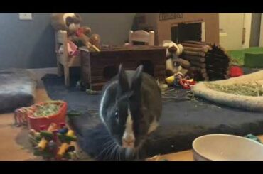 Suprising My Bunny With Parsley