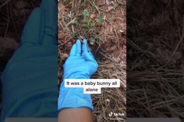 baby rabbit