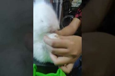 1 month old baby rabbit