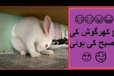 Morning Of the Cutest Bunny Rabbit Morning Routine