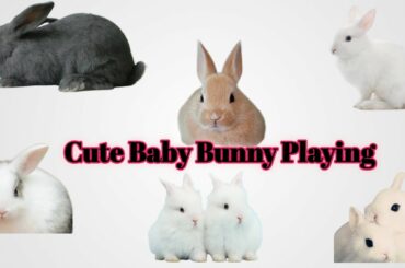 Cute baby bunny playing ll rabbits ll fun ll enjoy ll lovely rabbits ll fun with rabbit