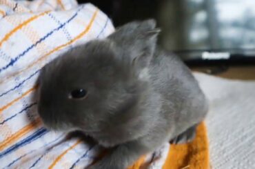 1-2 Week Old Baby Rabbits