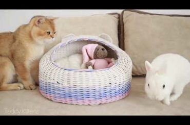 Kittens meets and walk with a cute white bunny