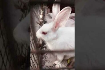 5 easy tips to bond with cute rabbits