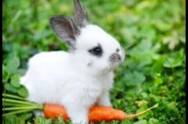 small rabbits and favouirt food ,  so cute .