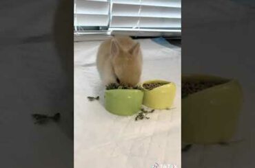 Cute Netherland Dwarf Baby Bunny Eating ❤️