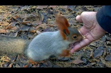 Small cute rabbit video.