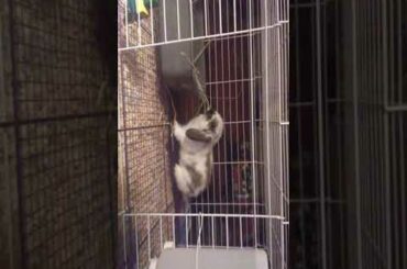 That is my bunny baby