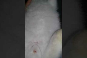 #my bunny again😄😄😄.so cute