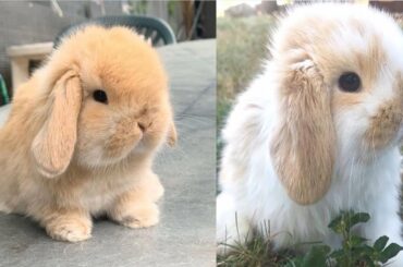 wow💞cute rabbit eating Compilation|funny rabbit|Doing fuuny thing inside the room|😍