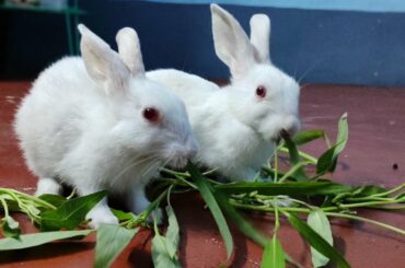 Naughty Bunny Timelapse... 🐇🐇 # Cute Rabbit.