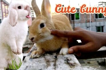 So Cute Bunny Rabbit | Amazing Funny Animal 2020