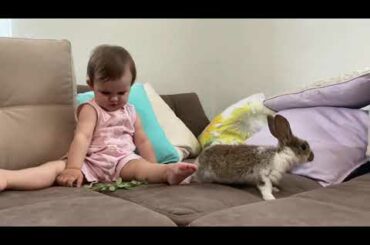Baby Learns to Feed a Rabbit! Watching Funny Animals Compilation