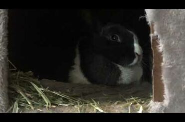 Cute Bunny Wakes up for Treats