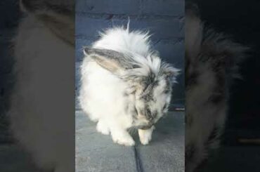 Flappie cute rabbit #1